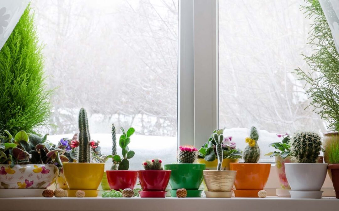 Preparing Your Houseplants For Winter