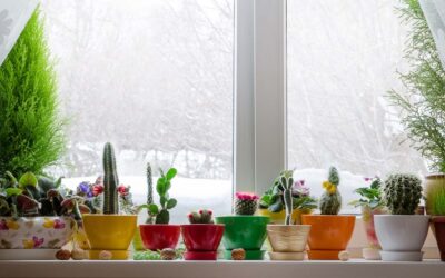 Preparing Your Houseplants For Winter
