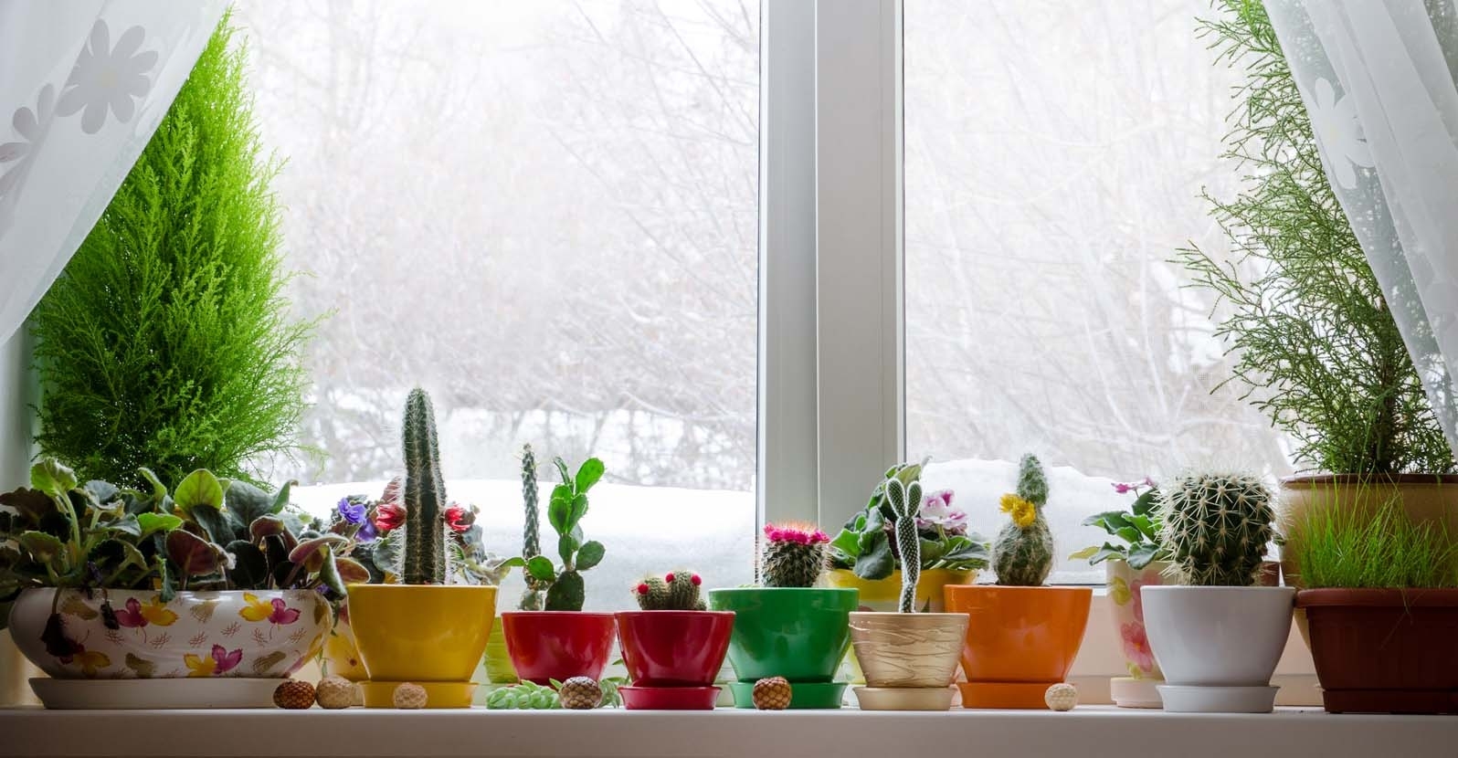 20181014a-www-mygardenlife-com A variety of small potted plants and cacti in colorful pots are arranged on a windowsill. Snow is visible outside through the window, framed by sheer curtains and green indoor foliage.