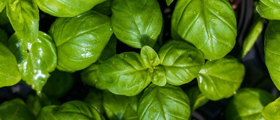 Veggie & Flower Garden How-To Guide