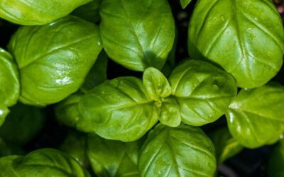 Veggie & Flower Garden How-To Guide