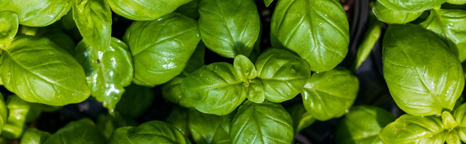 April_Blog_RS Close-up of lush, green basil leaves growing densely together, showing their smooth texture and vibrant color.