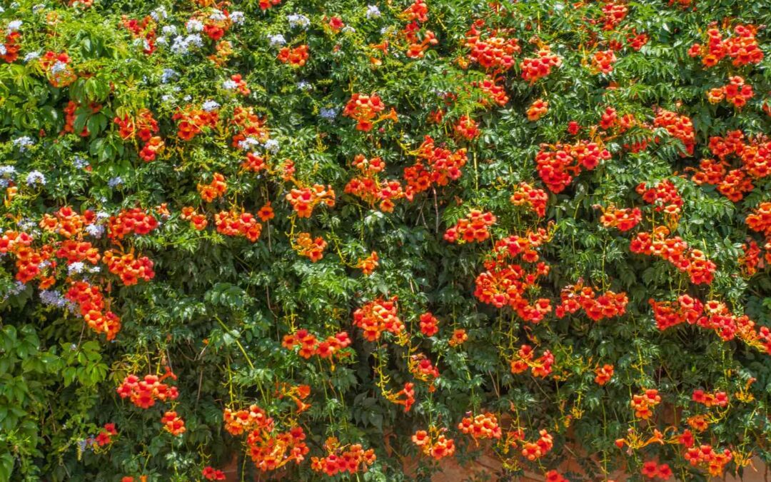 Summer Tropicals are Here!