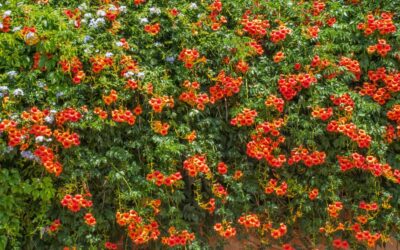 Summer Tropicals are Here!