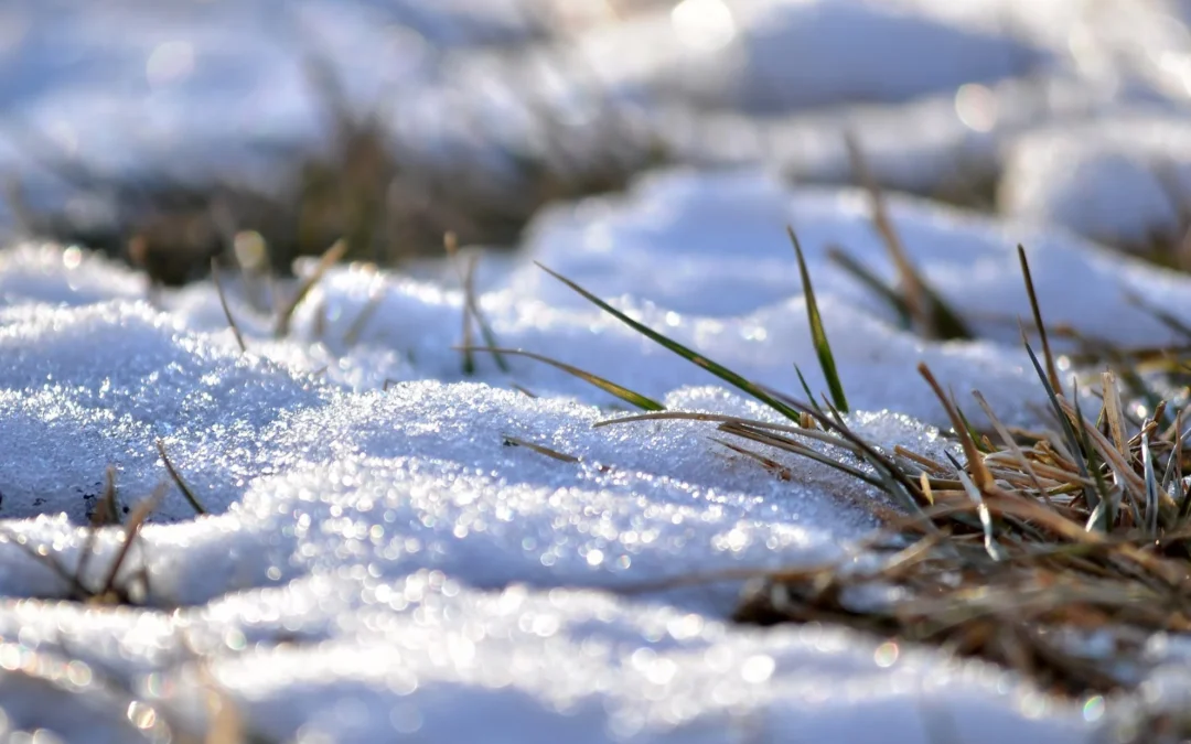 Preparation Against Winter Weeds