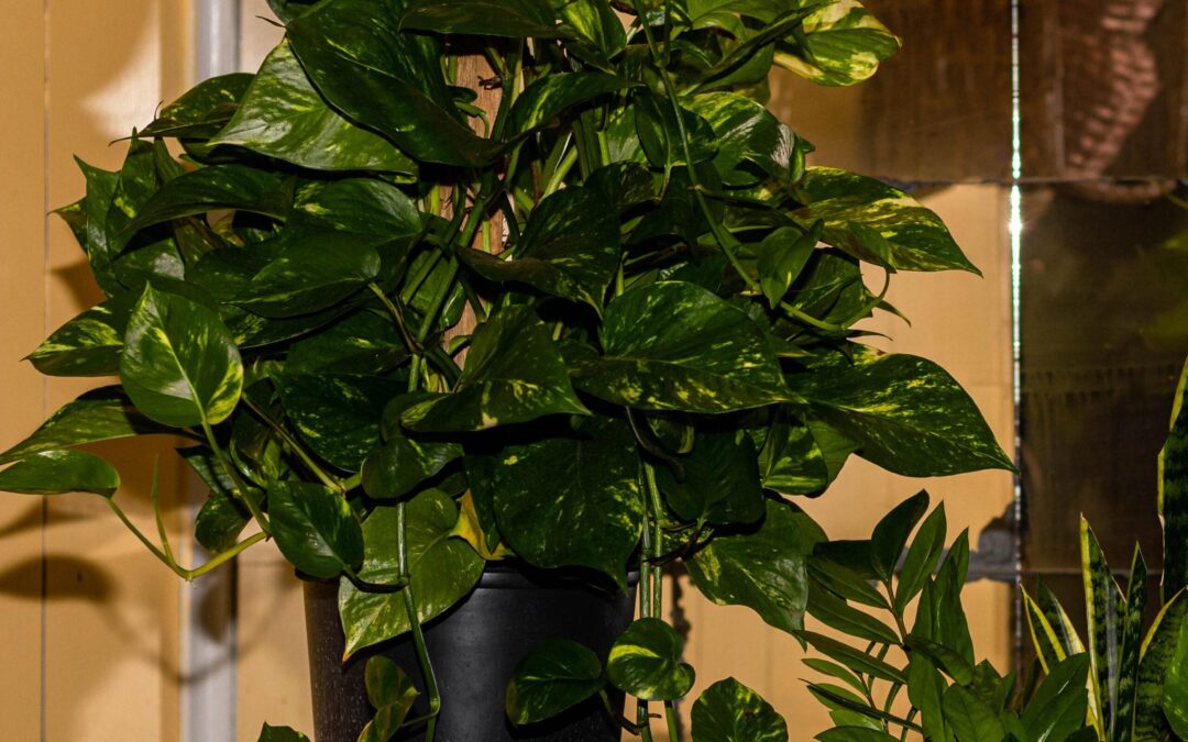 Trendy Houseplants