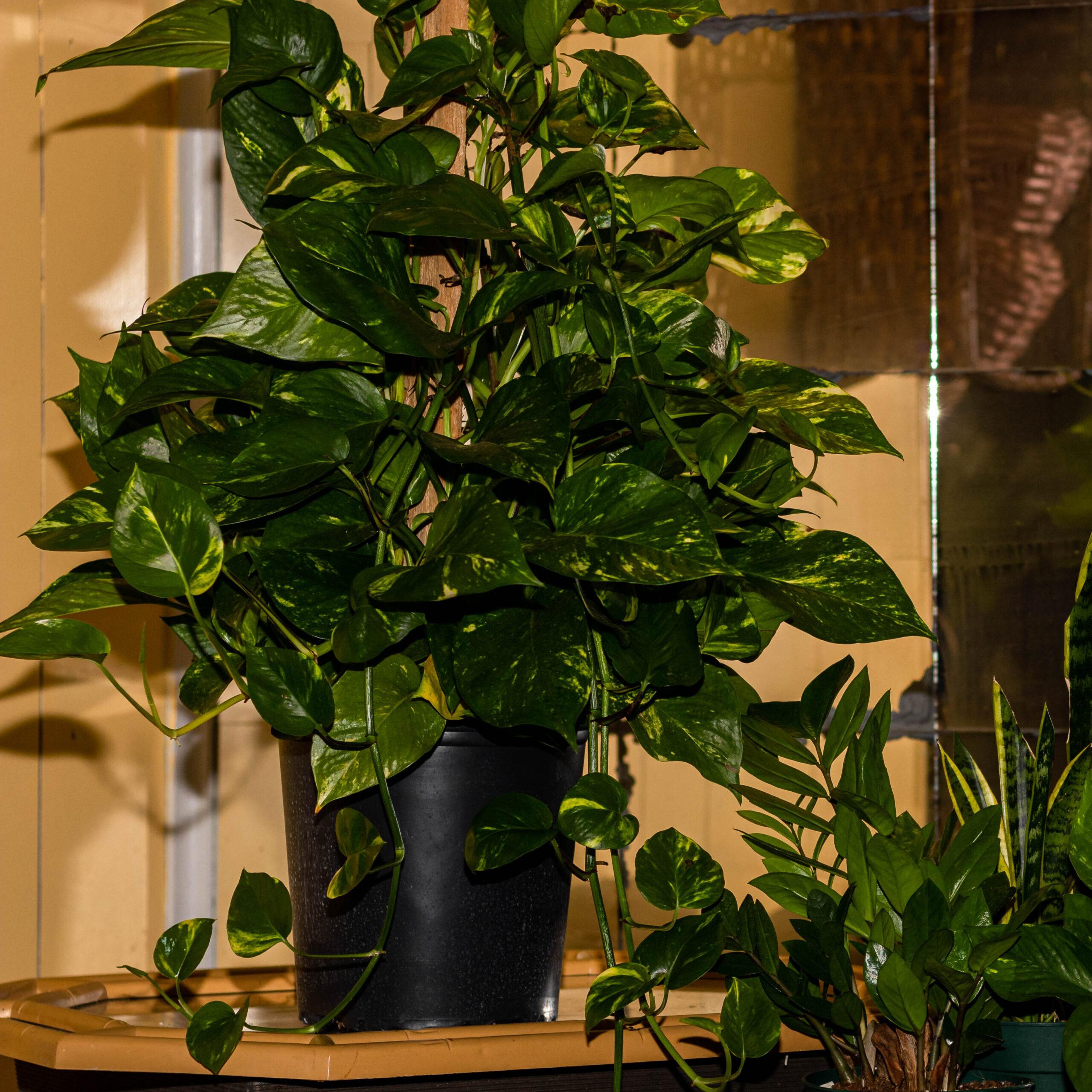 A lush green potted pothos plant with heart-shaped leaves sits on a table indoors, with other houseplants nearby and a reflective glass surface in the background.