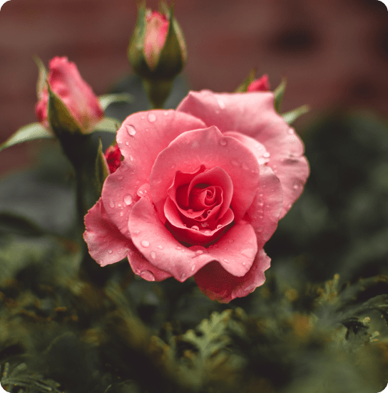 ab-img A close-up of a blooming pink rose with water droplets on its petals, surrounded by green leaves and rosebuds, against a blurred background.