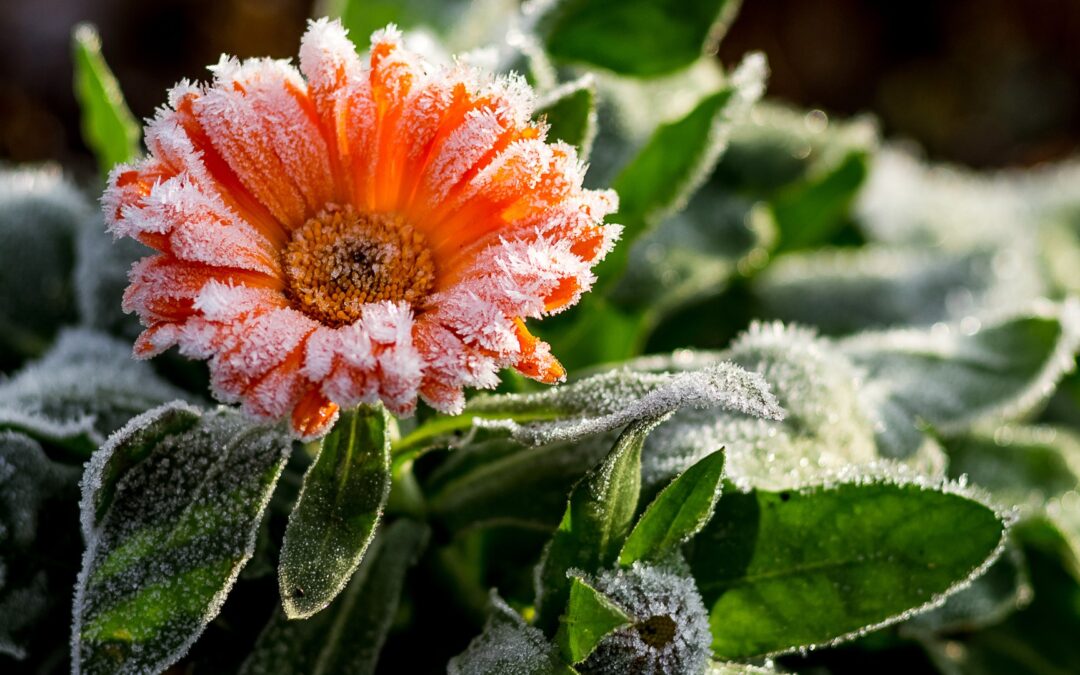 Preparing For A Freeze