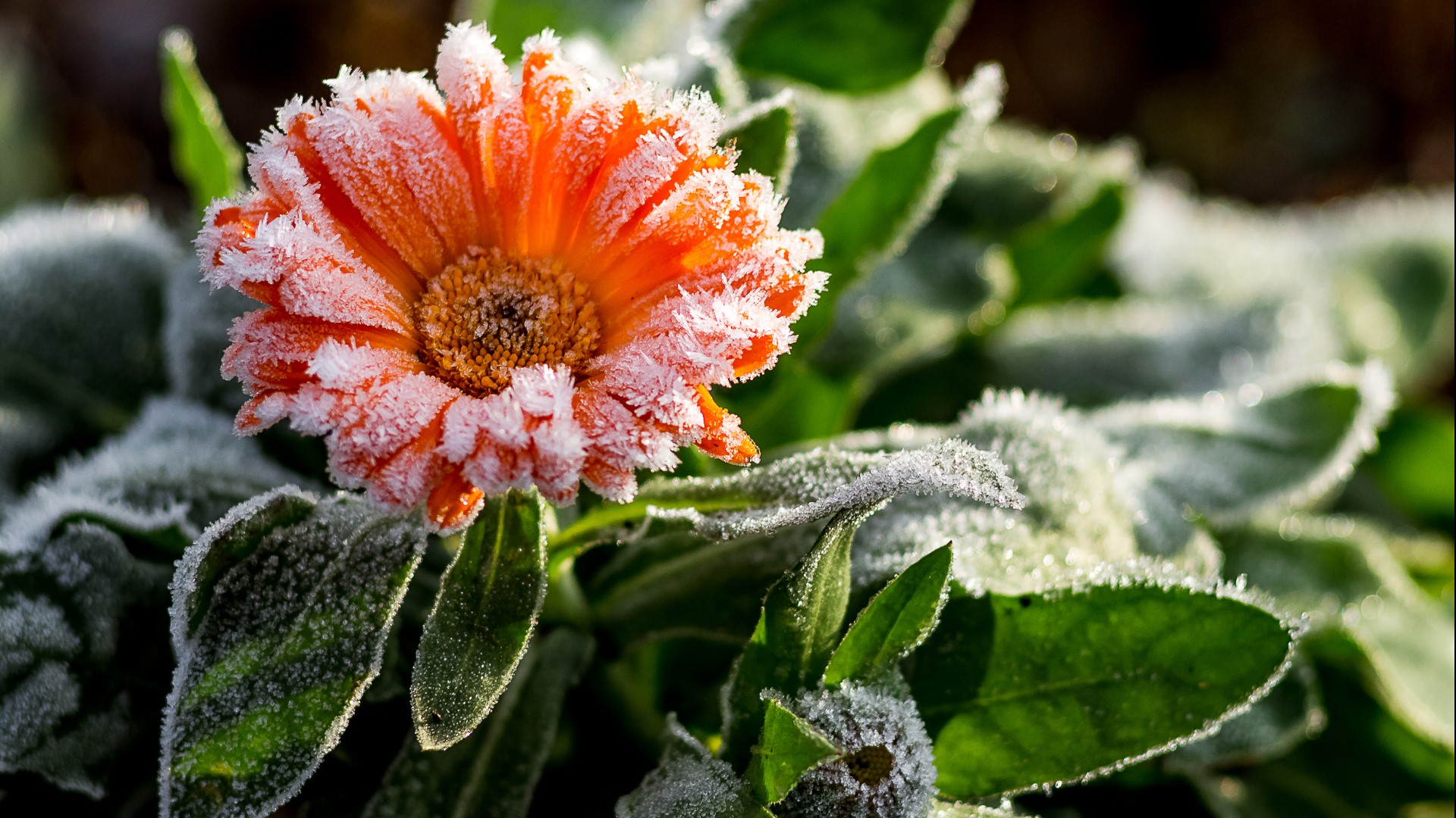 dda781bf-2b86-4d7c-80fd-62eb075710eb_1920x1080 Close-up of an orange flower covered in frost, surrounded by green leaves also edged with icy crystals, suggesting a cold early morning.