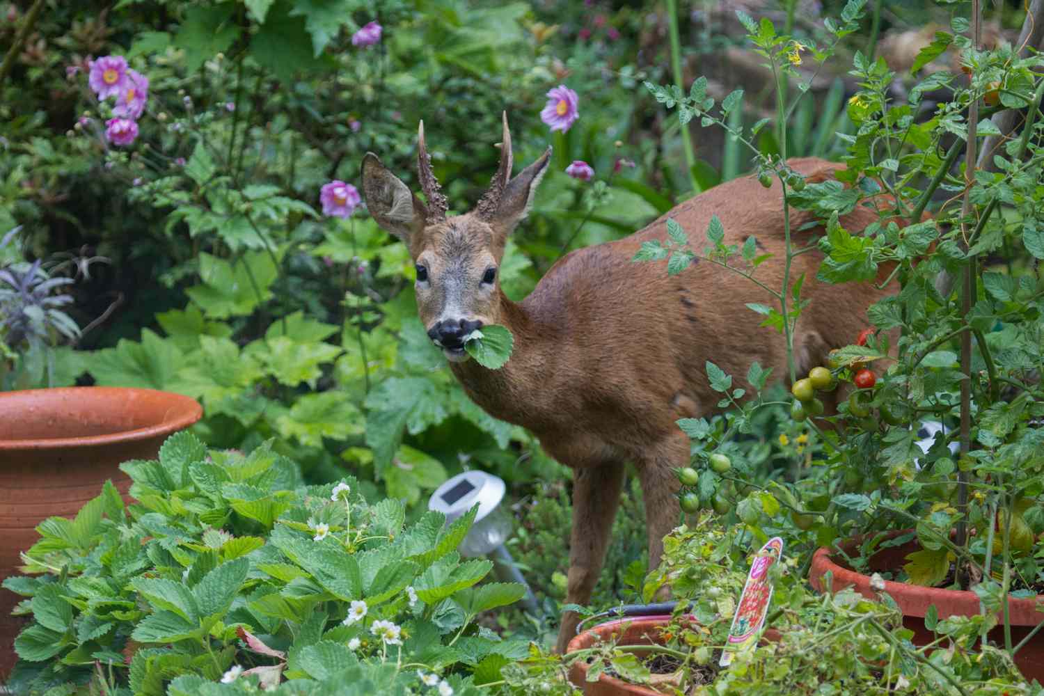 A deer stands in a lush garden, surrounded by green plants and blooming flowers, with a leaf in its mouth and terracotta pots nearby.