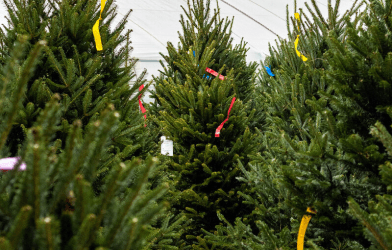 Christmas Tree Preparation & Care