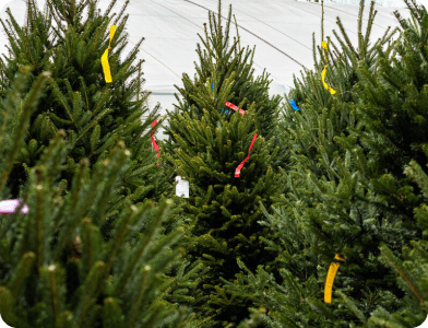 images-3 Several evergreen Christmas trees with colored tags are displayed outdoors, likely at a tree lot. Some trees have yellow, pink, or red tags attached to their branches. A white tent canopy is visible in the background.