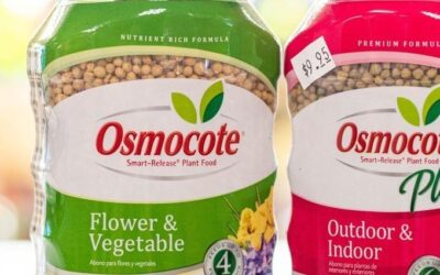 Summer Gardening Tips: Fertilization & Pest Control