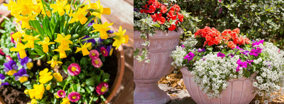 Planting the Perfect Potted Arrangement