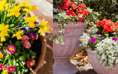 Planting the Perfect Potted Arrangement