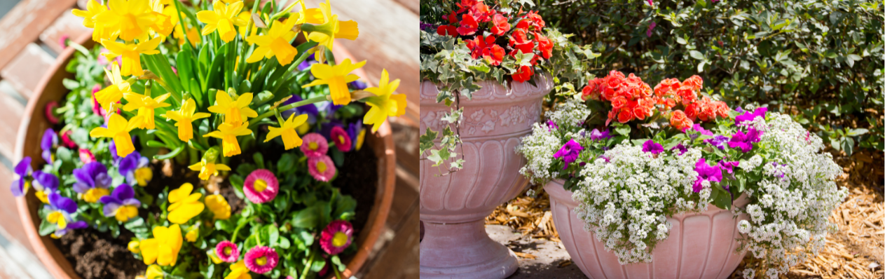 Close-up of colorful flowers in pots; left side shows yellow, purple, and pink blooms, while the right side features large pots with red, purple, and white flowers outdoors.