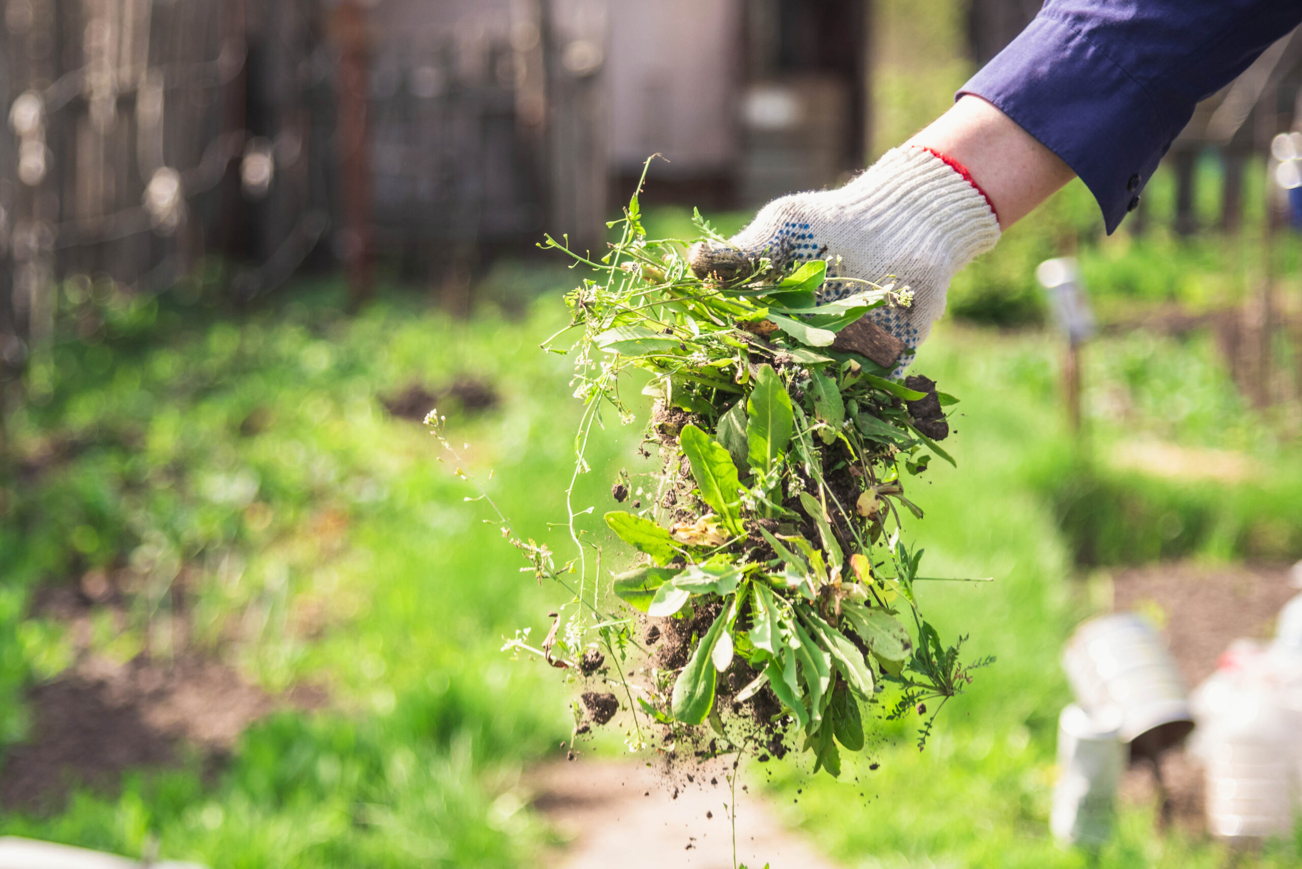 an old man throws out a weed that was harvested from his garden A gloved hand holds a bunch of freshly pulled weeds with roots and soil, in a green garden with blurred plants and a building in the background.