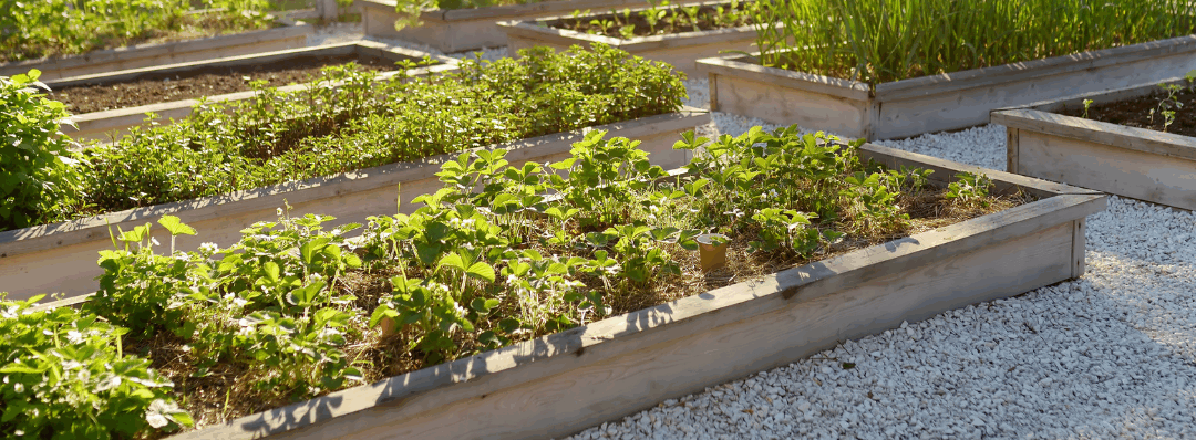 Plant A Raised Bed This Spring!