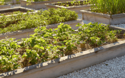 Plant A Raised Bed This Spring!