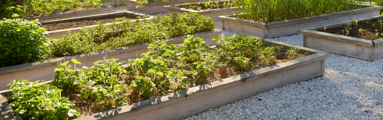 raised-beds Raised garden beds filled with various green plants and herbs are arranged in neat rows, surrounded by white gravel paths, in a sunny outdoor garden.