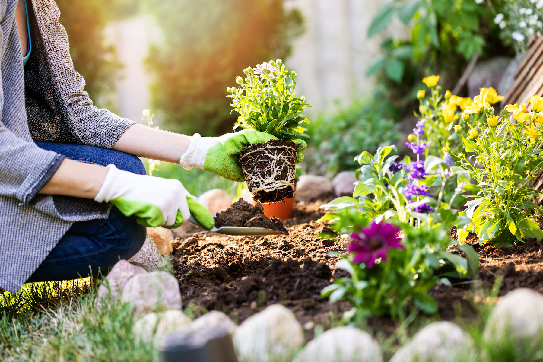 A person wearing gloves kneels in a garden, planting a small flowering plant in soil with a trowel. Colorful flowers and rocks border the garden bed in the sunlight.