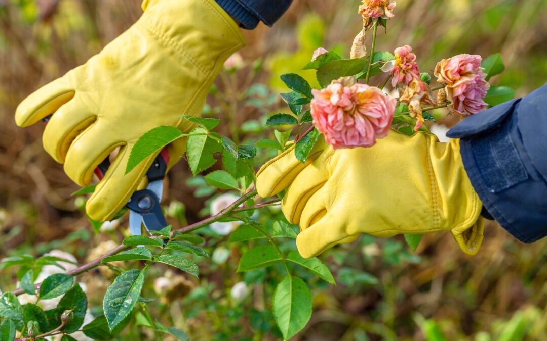 How and When to Prune Roses