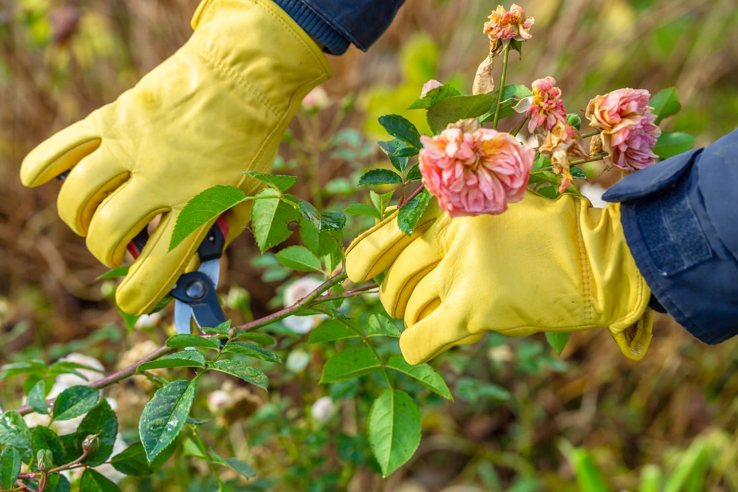 A person wearing yellow gardening gloves uses pruning shears to trim wilted rose flowers from a bush outdoors.