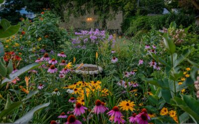 Tips and Tricks for Creating a Pollinator Garden Designed to Thrive in Little Rock, Arkansas