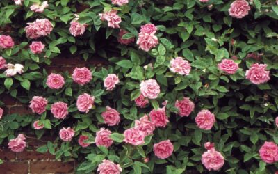 Rose Care Basics – Keeping your Roses Healthy