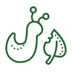 Simple green line drawing of a slug next to a leaf with a bite taken out of it, suggesting the slug has eaten part of the leaf.